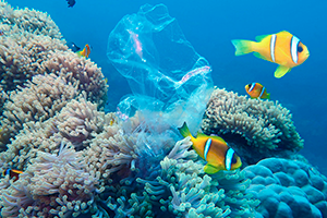 ¿Cómo afectan los plásticos a los animales marinos?