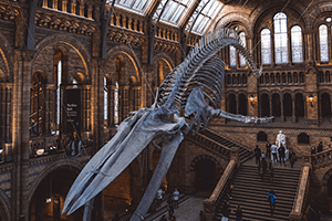 “El museo de los extintos”, una exposición sobre especies desaparecidas